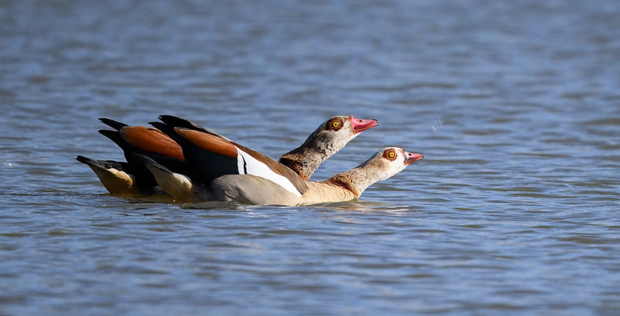 Egyptian Geese