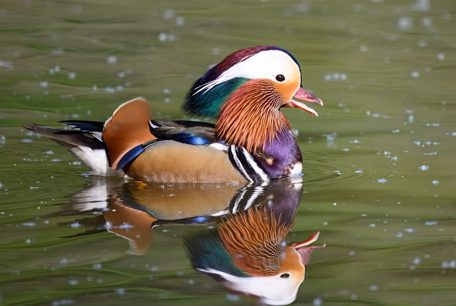 Mandarin Duck