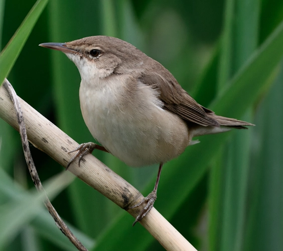 Reed Warbler
