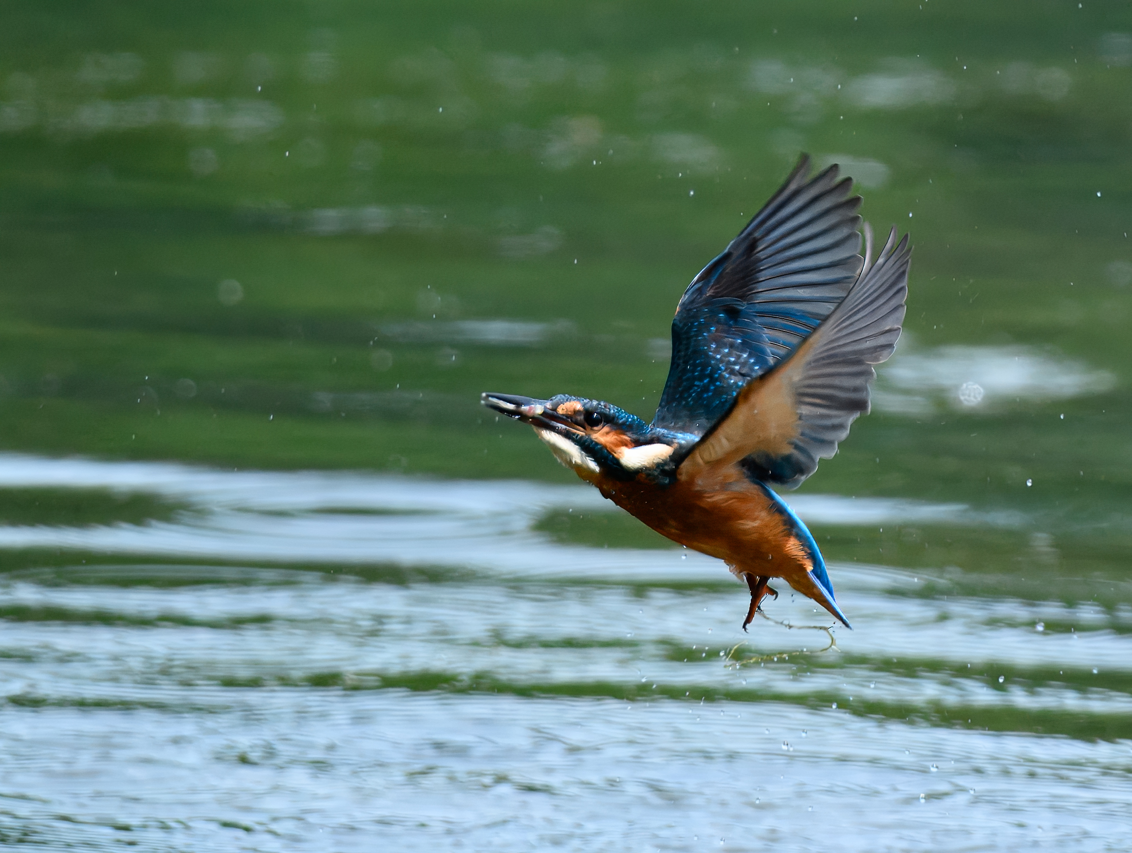 Kingfisher