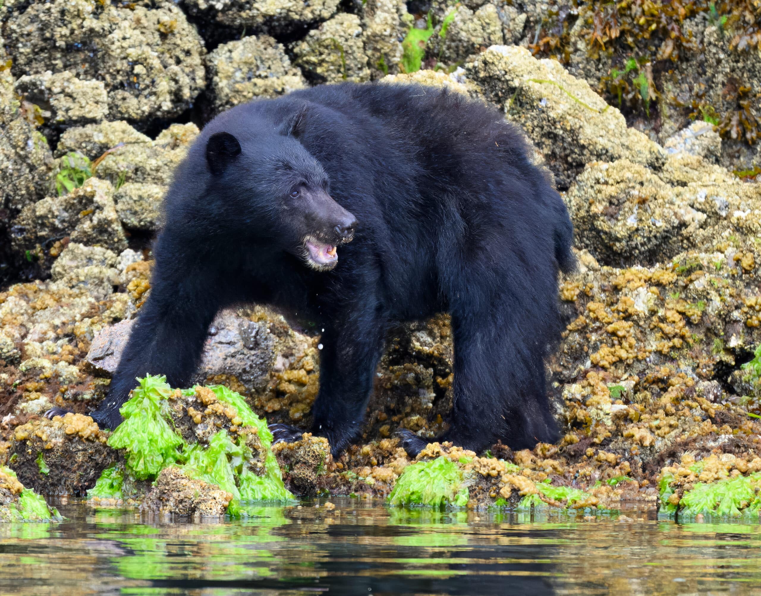 Black Bear with Shore Crab