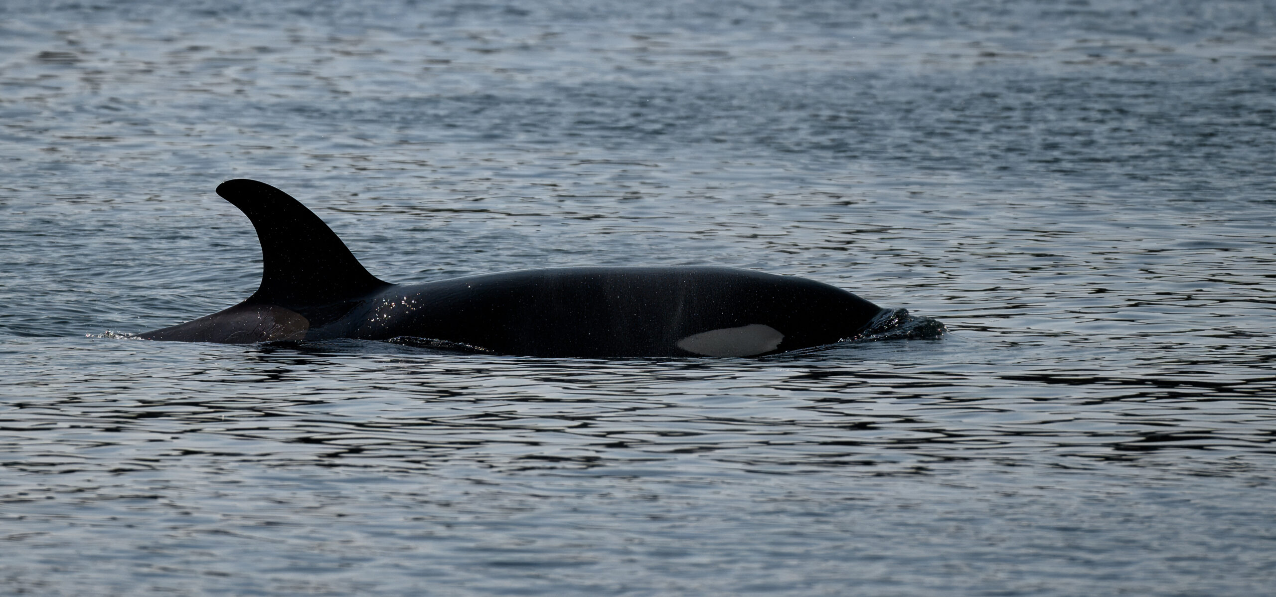 Orca Pod Vancouiver Island